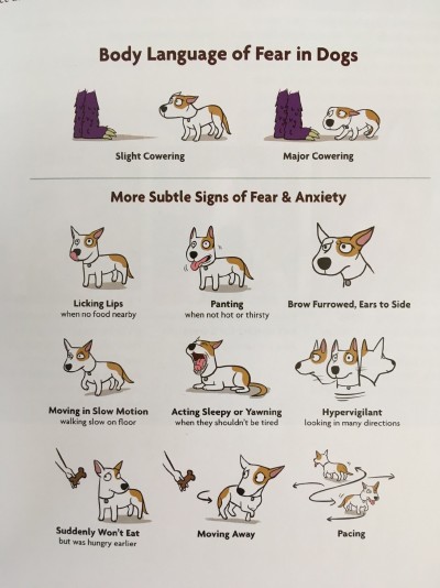 Body language of fear in dogs